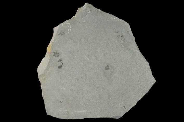 Pennsylvanian Fossil Horsetail (Sphenophyllum) Plate - Kentucky #158818